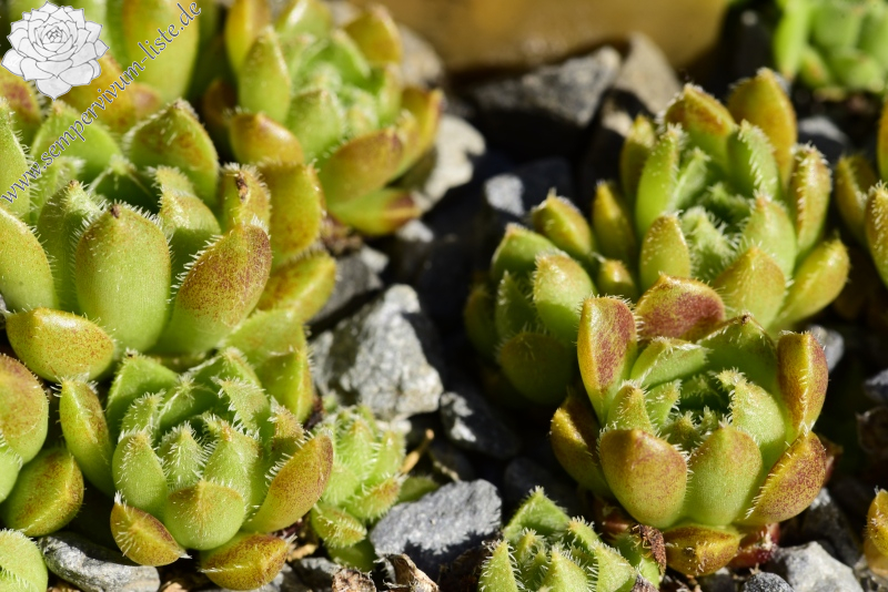 davisii x S. staintonii from Hamamli, 4km SW