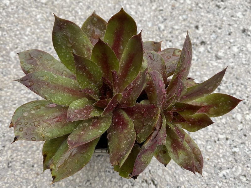 Pflaumensorbet