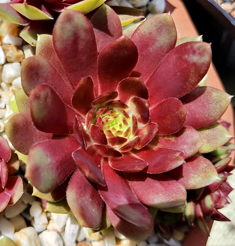 Copper Rockoon
