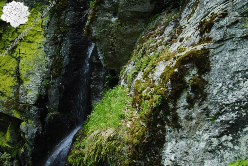 globiferum ssp. hirtum (preissianum) from Bystré, Wasserfall