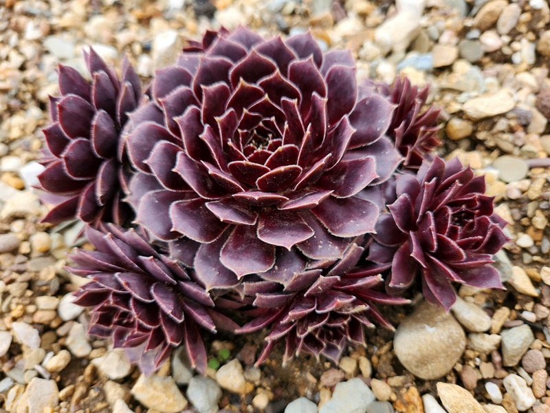 Semperhans