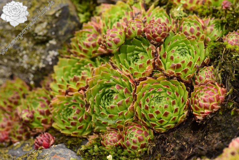 globiferum ssp. globiferum from Krakovec, Burg