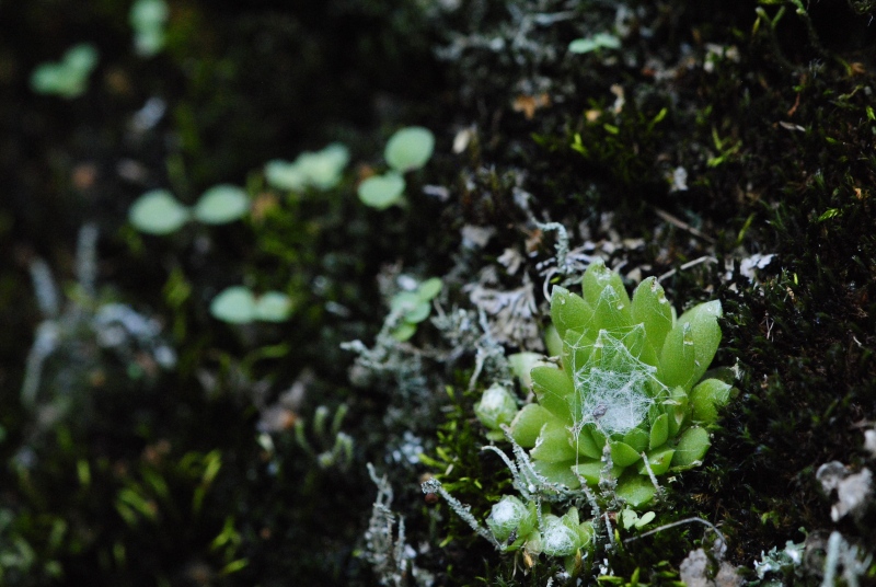 Reisebericht: Brandstatt, Kletterwand 2
