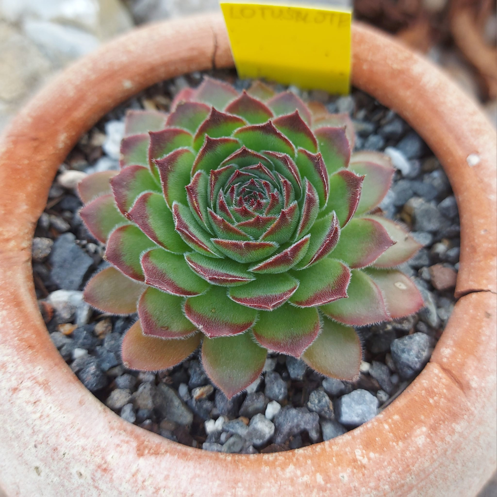 Lotusblüte