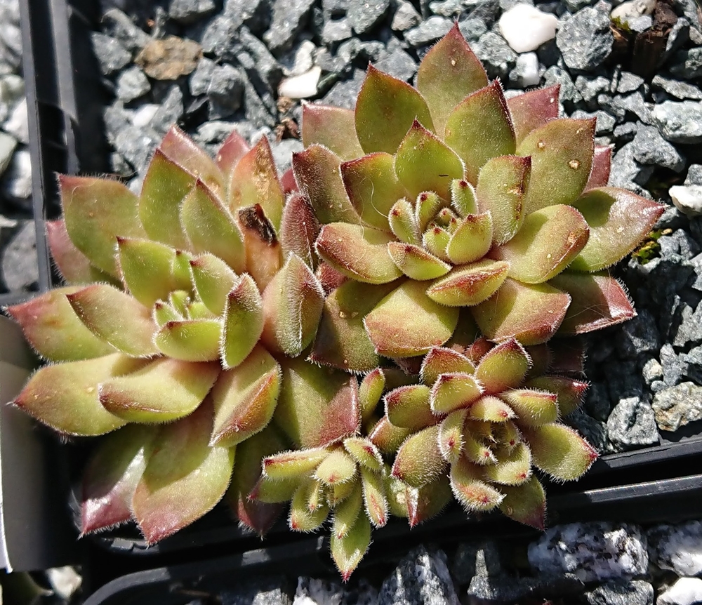 sp. from Prov. Ağri PH8045