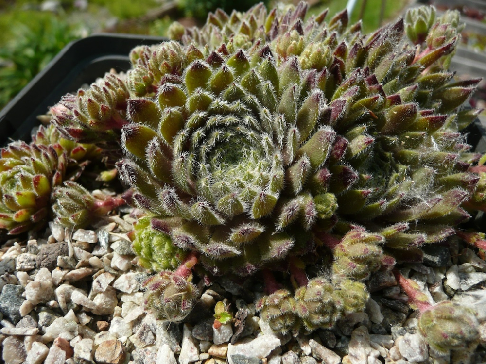 Kuschelmaus