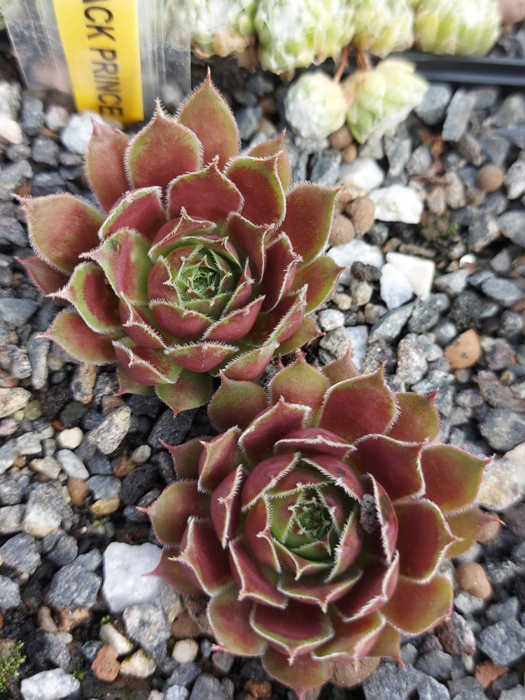 Black Prince