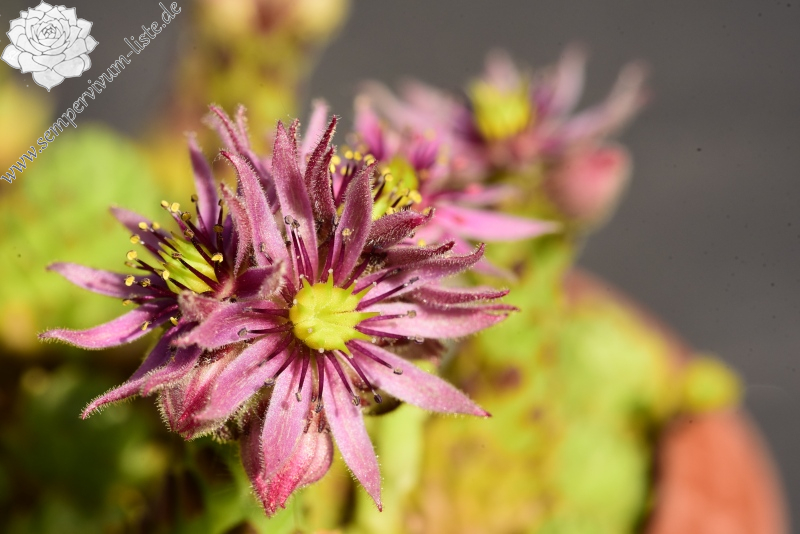 montanum ssp. montanum from Cian de Stanzón