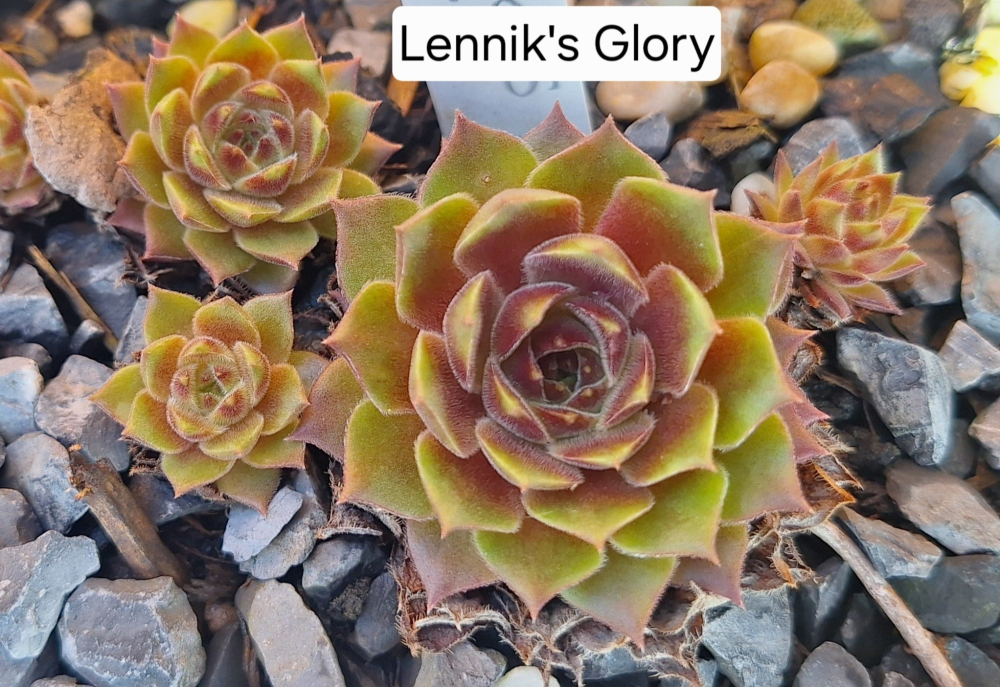 Lennik's Glory