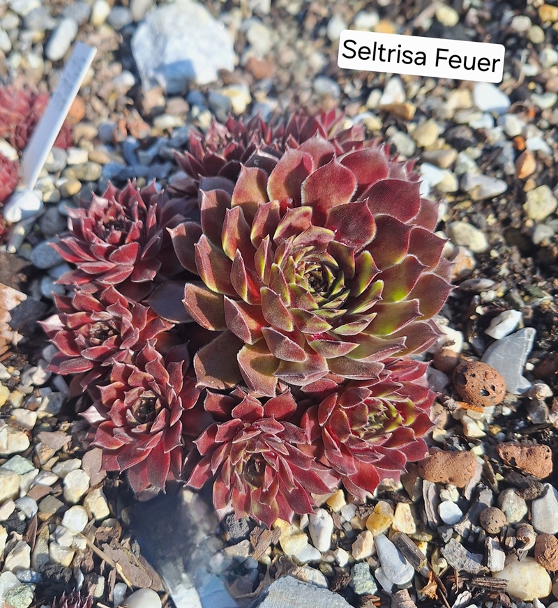 Seltrisa Feuer