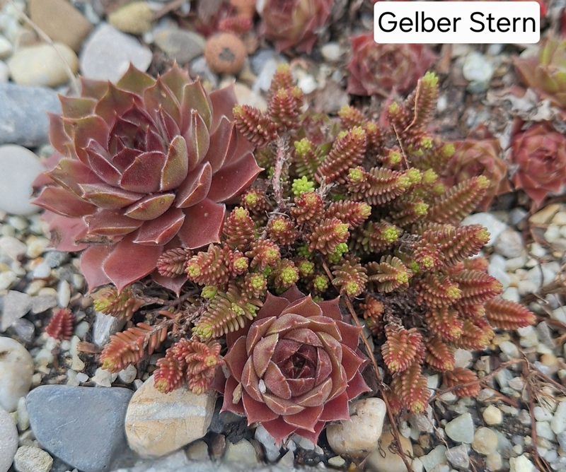 Gelber Stern