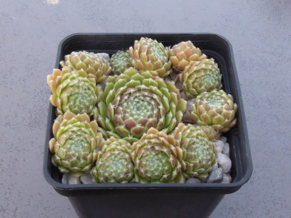Flauschball (NNG25)