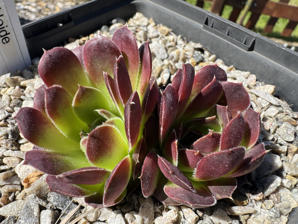 Purple Heide / Jovi