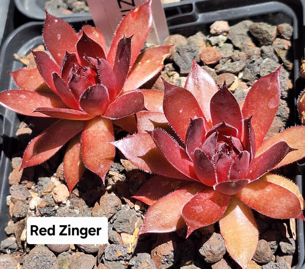 Red Zinger (NNG)