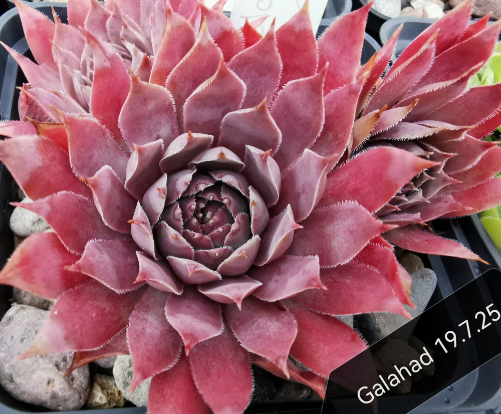 Galahad