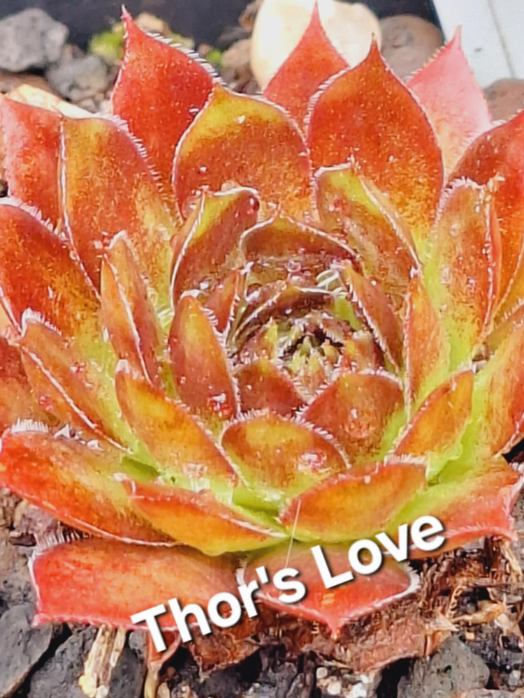 Thors Love (NNG)
