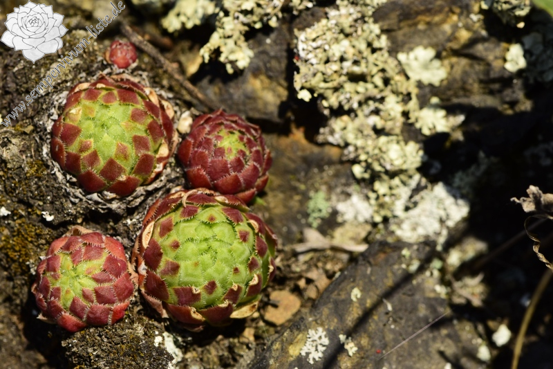 globiferum ssp. globiferum from Čertova skála