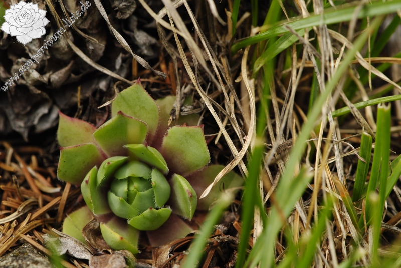 wulfenii from Passo di San Pellegrino, oberhalb