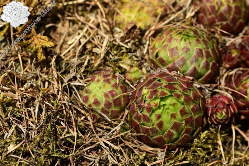 globiferum ssp. globiferum from Kněžská skála
