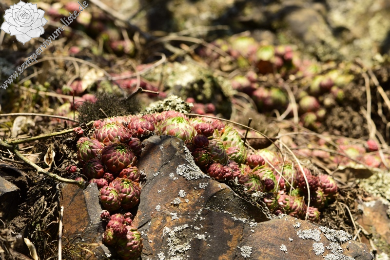 globiferum ssp. globiferum from Týřovice, SO