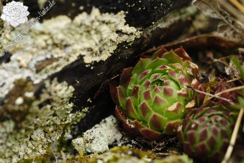 globiferum ssp. globiferum from Krašovské skály