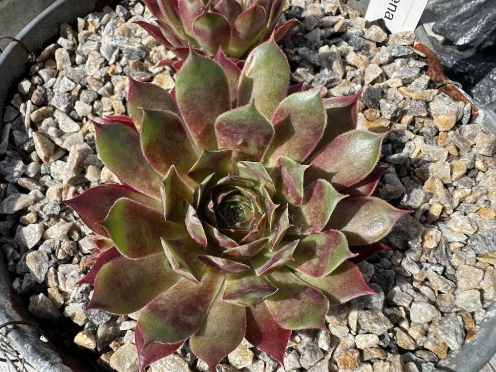 Pink Red Teena