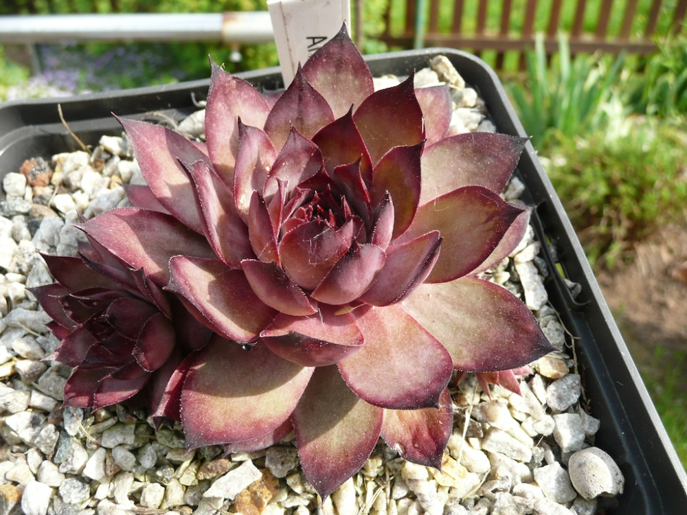 Arabesque (NNG)