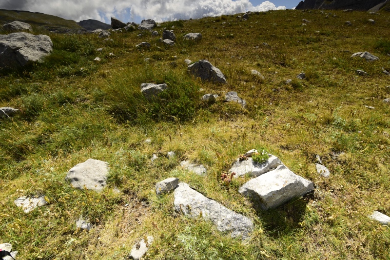 marmoreum ssp. marmoreum from Astraka, Hütte