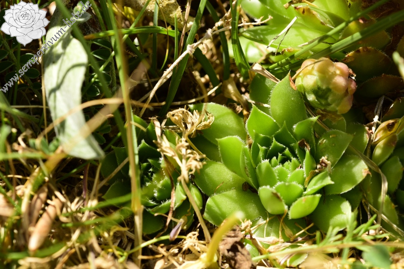 marmoreum ssp. marmoreum from Astraka, Hütte