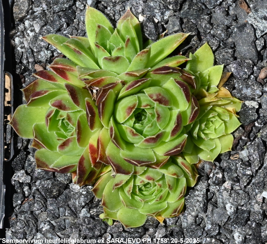 heuffelii (glabrum) from Sarajevo