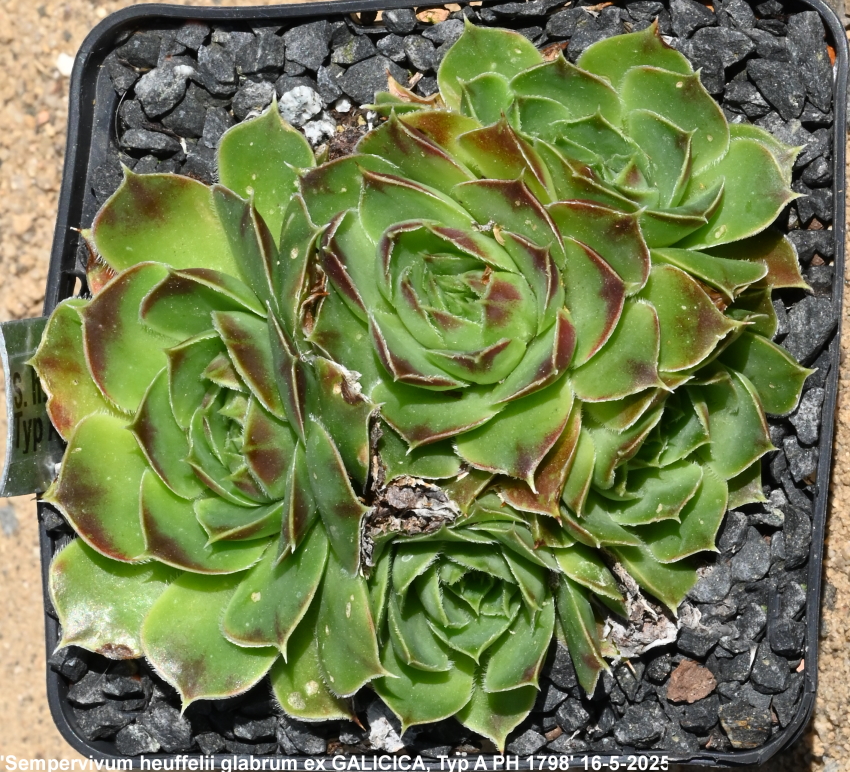 heuffelii (glabrum) from Galičica, Typ A, PH1798