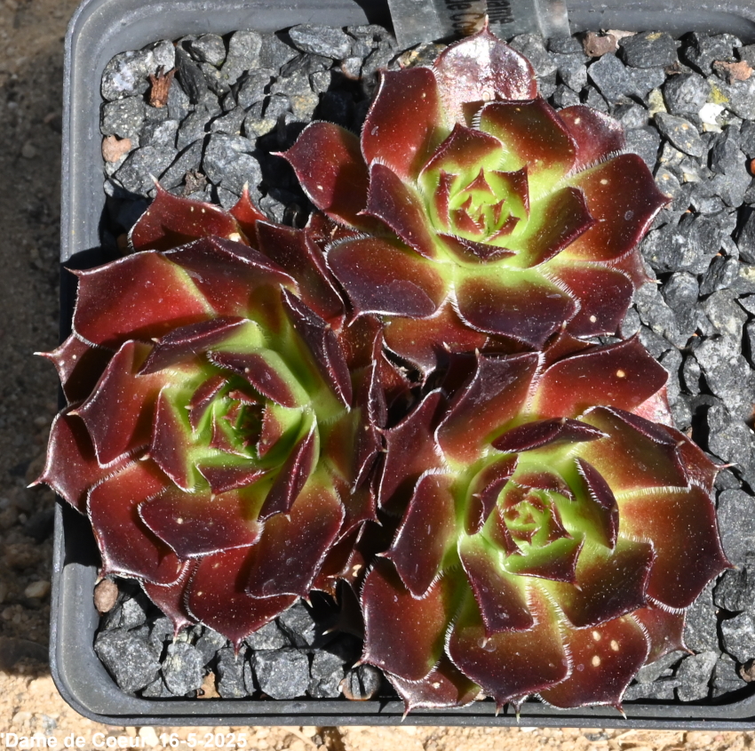 Dame de Coeur / Jovi