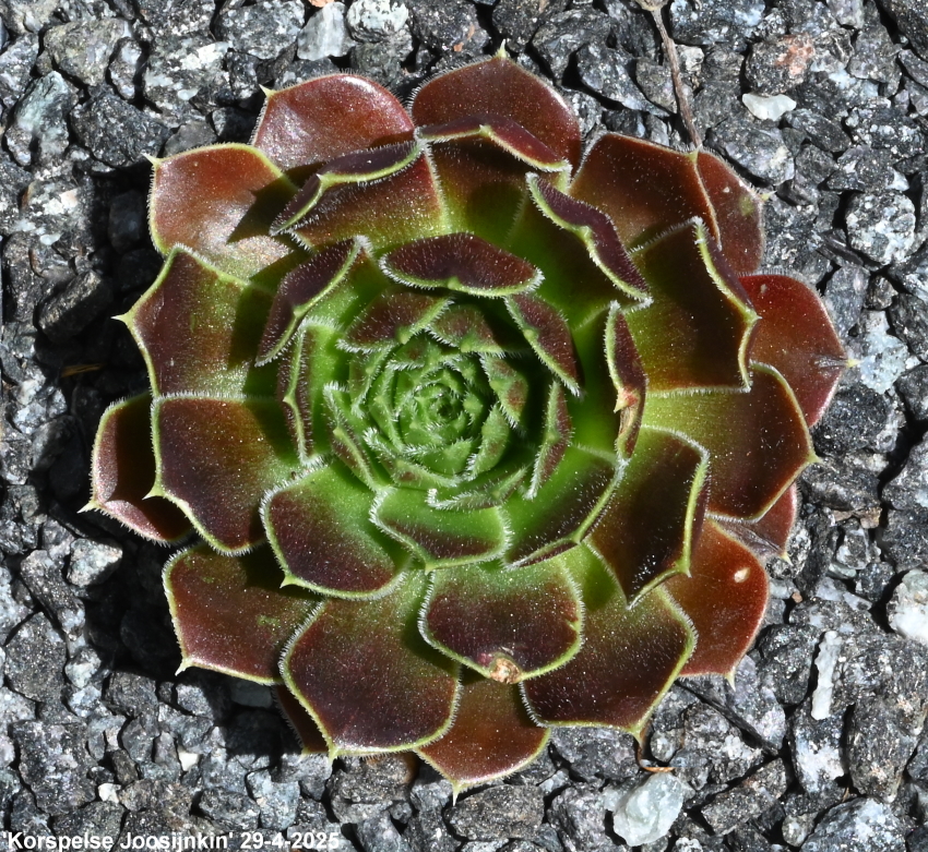 Korspelse Joosijnkin / Jovi