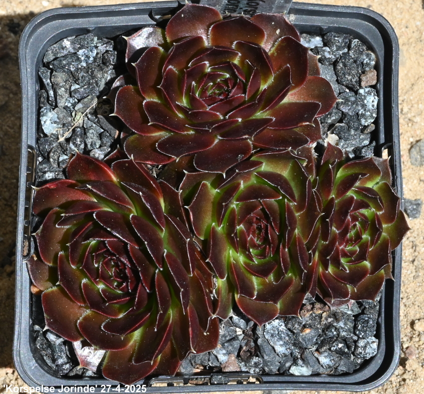 Korspelse Jorinde / Jovi