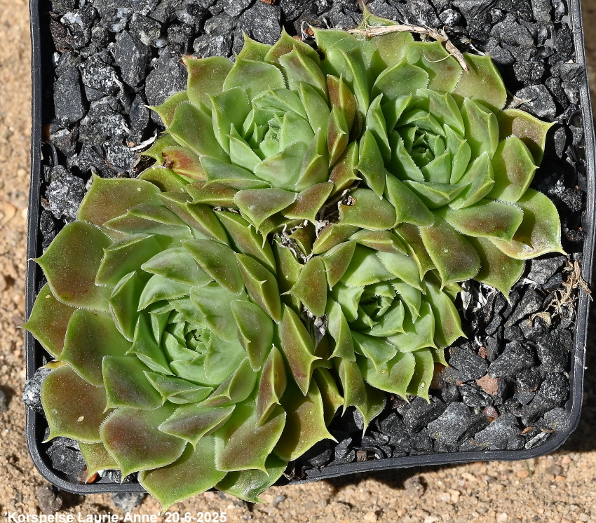 Korspelse Lauri-Anne / Jovi