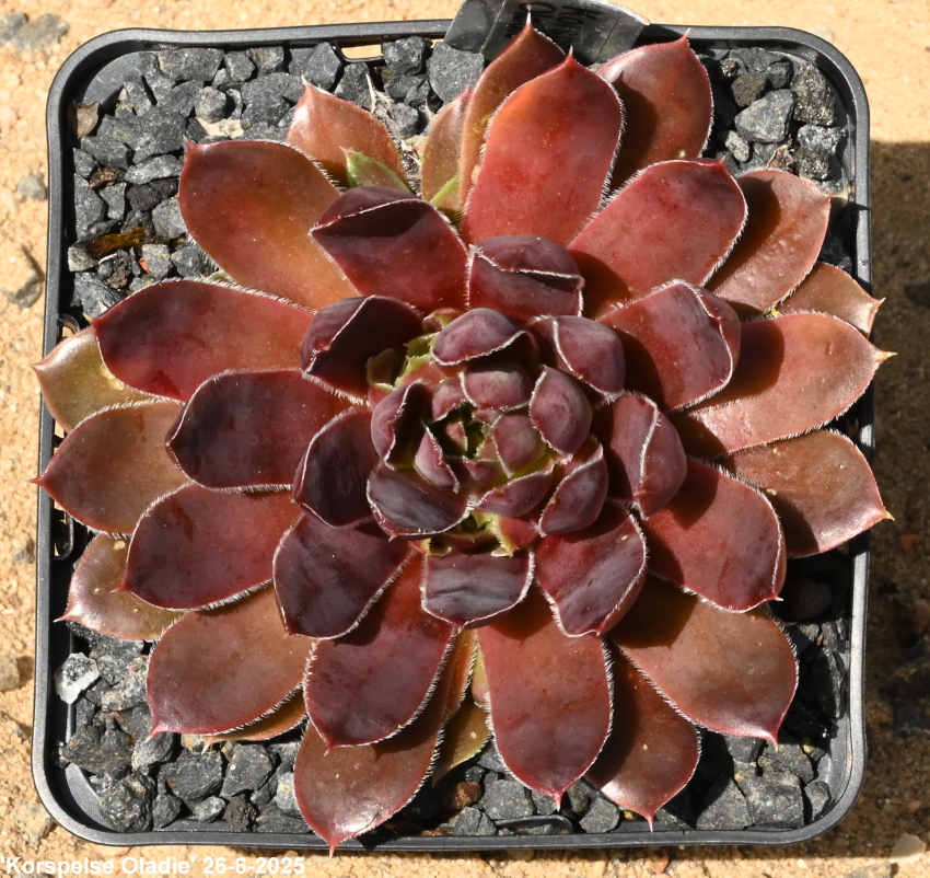 Korspelse Oladie / Jovi