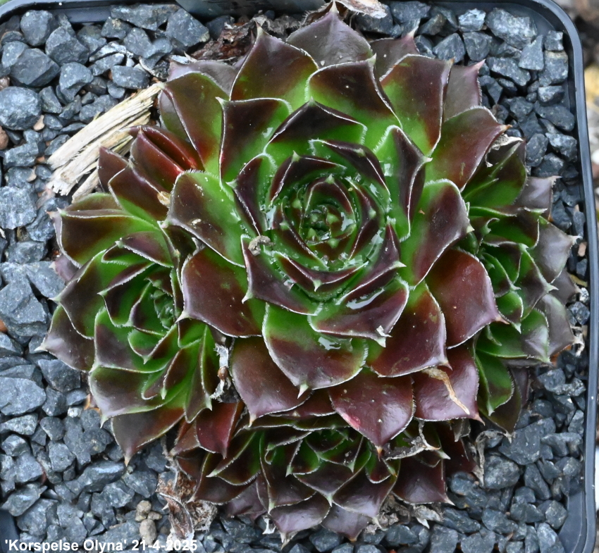 Korspelse Olyna / Jovi