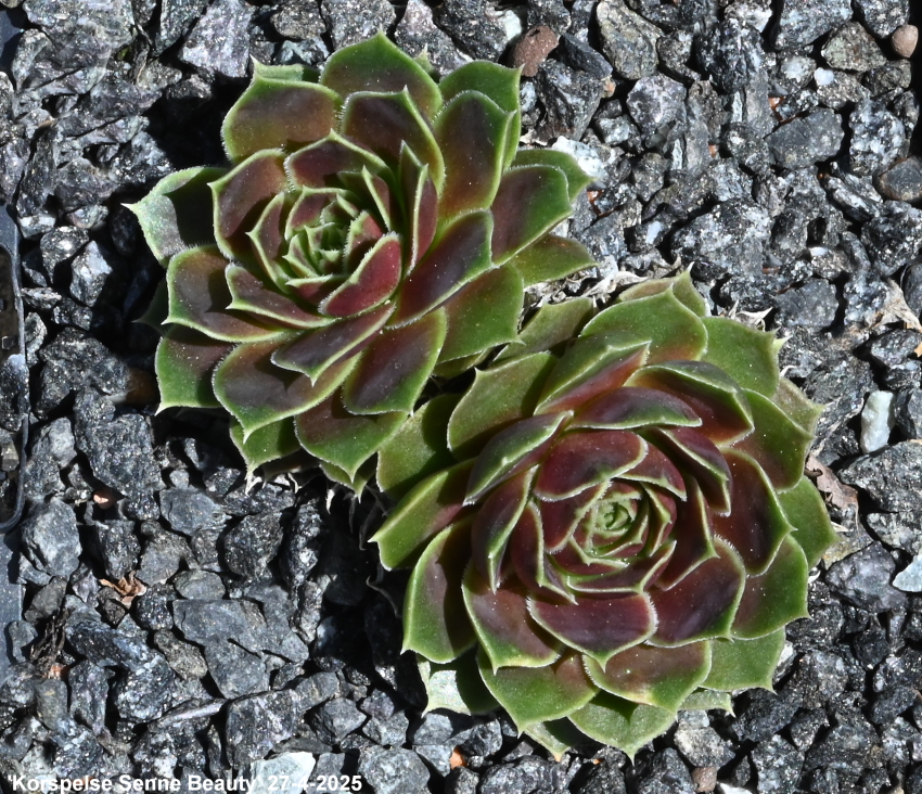 Korspelse Senne Beauty / Jovi