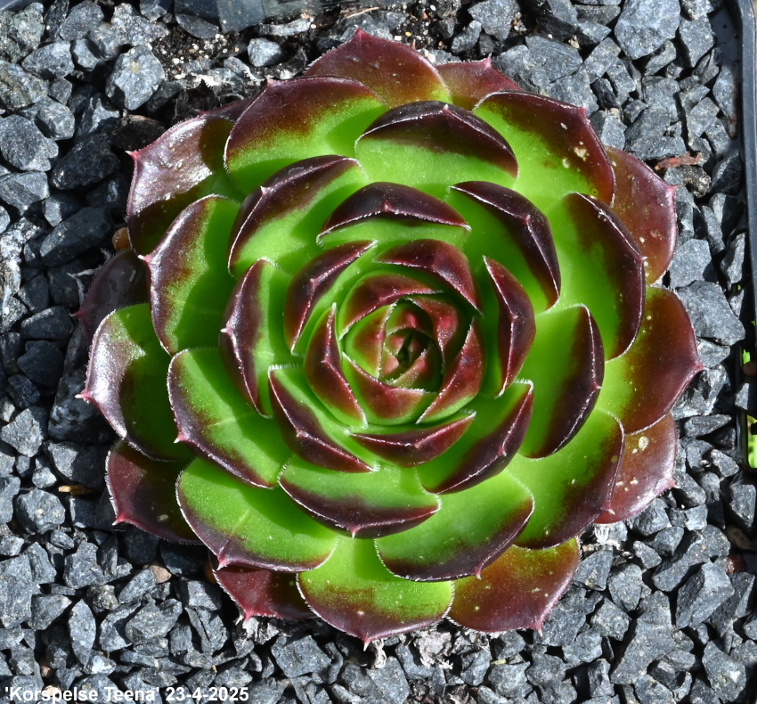 Korspelse Teena / Jovi