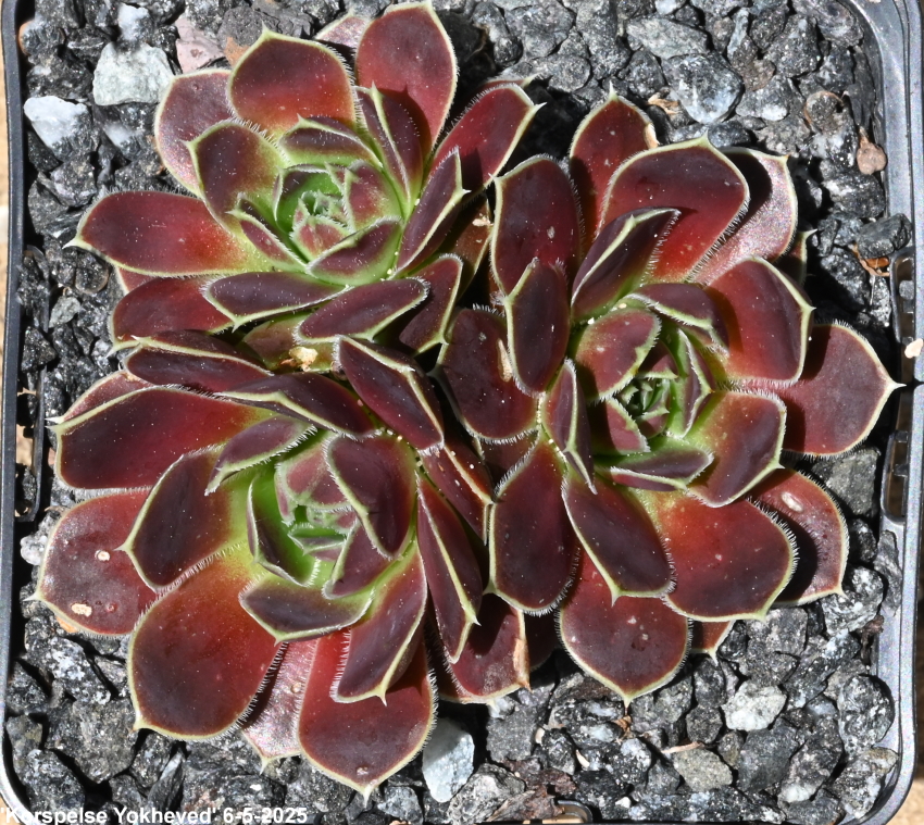 Korspelse Yokheved / Jovi