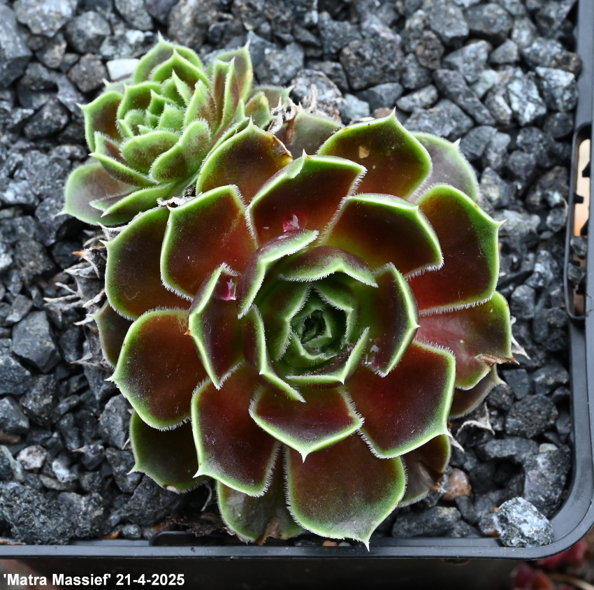 Matra Massief / Jovi