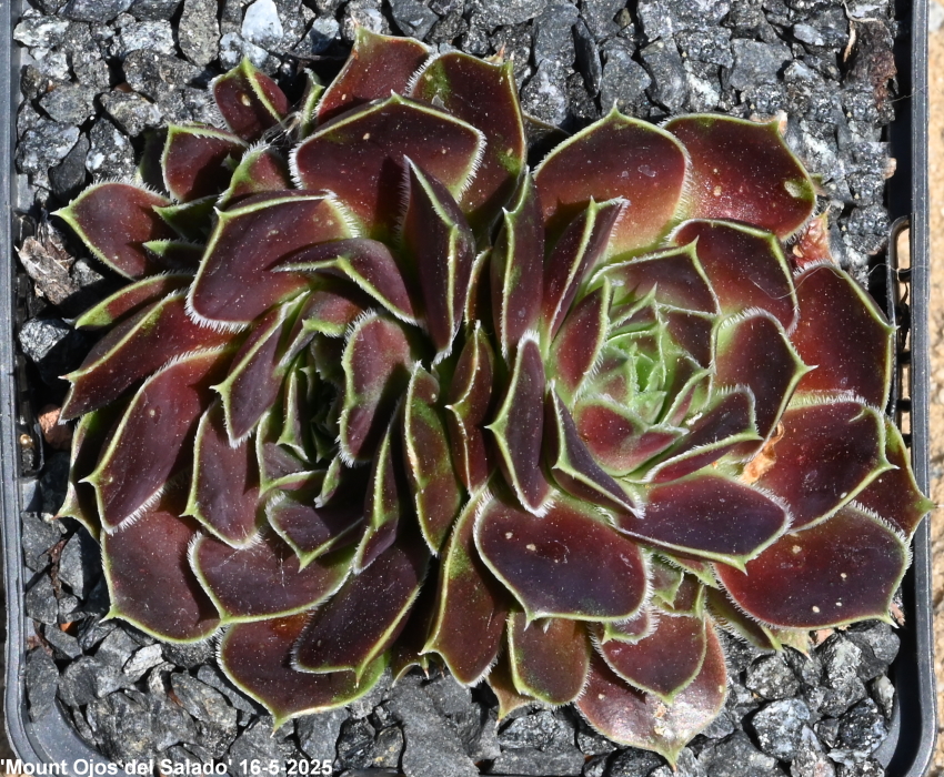 Mount Ojos del Salado / Jovi