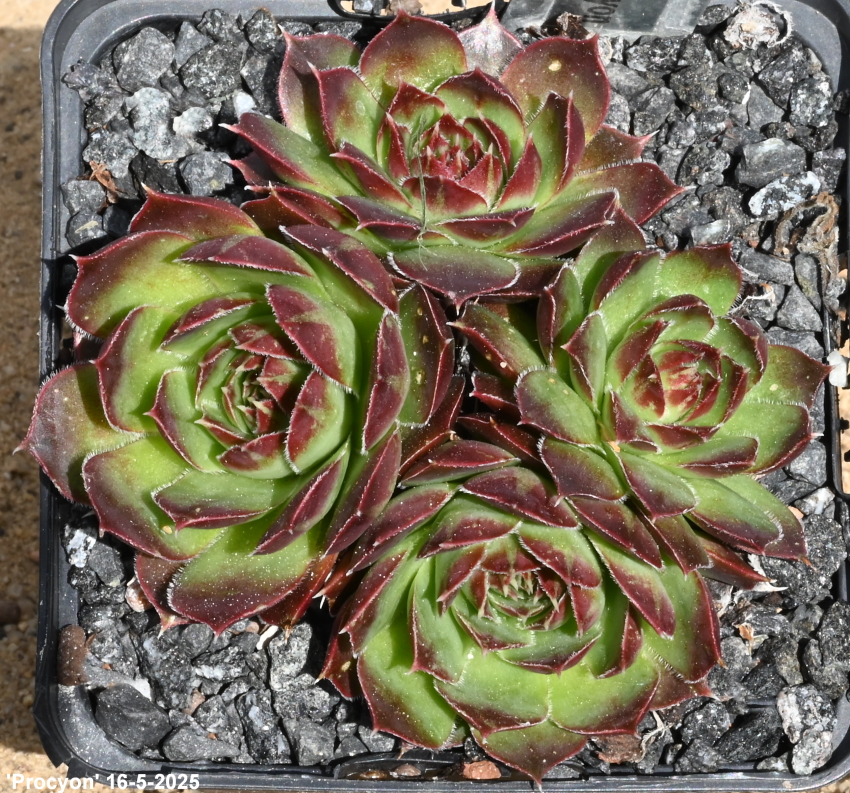 Procyon / Jovi