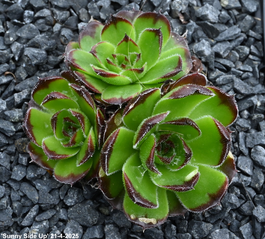 Sunny Side Up / Jovi