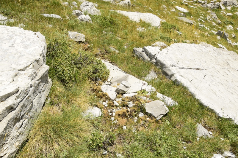 marmoreum ssp. reginae-amaliae from Koutsomitros, 1