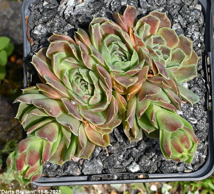 Darts Brilliant / Jovi