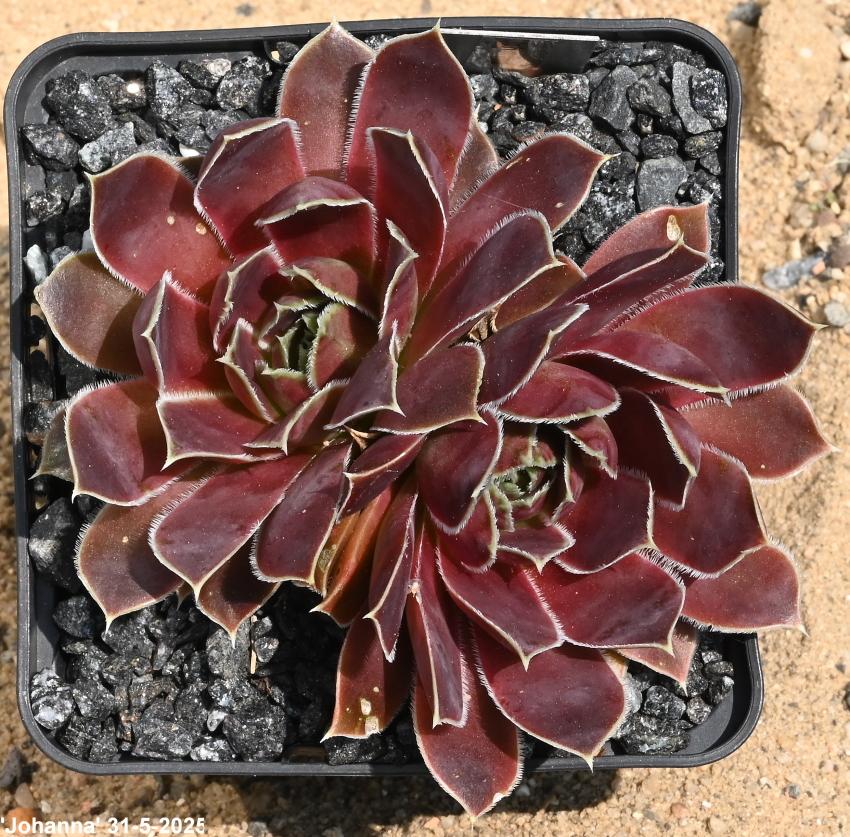 Johanna / Jovi