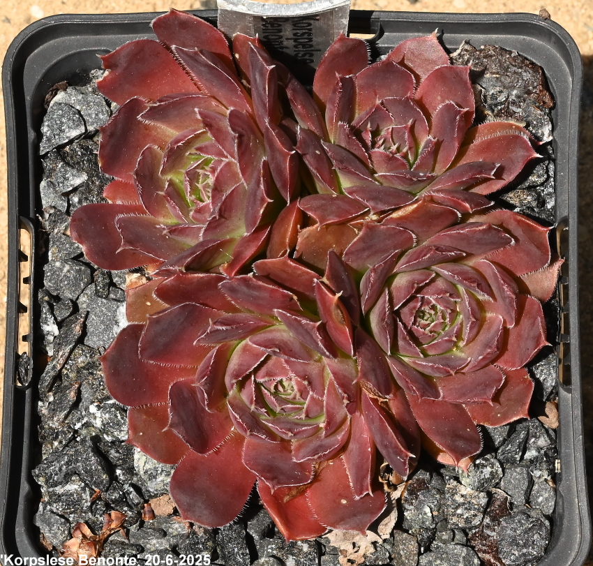 Korspelse Benonte / Jovi