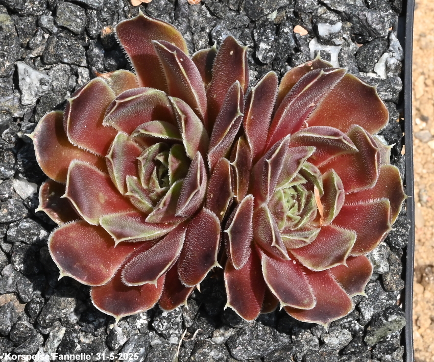 Korspelse Fannelle / Jovi