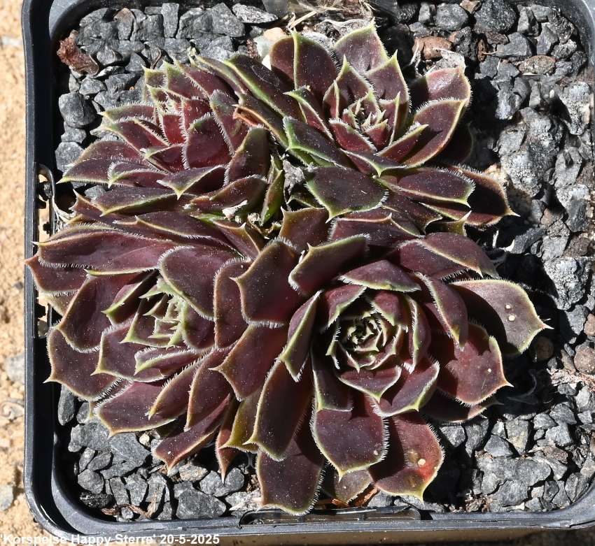 Korspelse Happy Sterre / Jovi